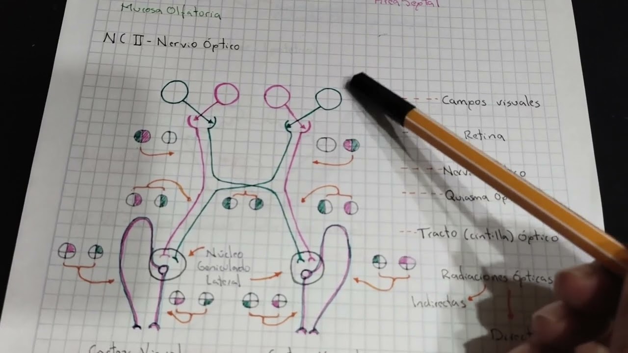 Nervios craneales: nervio óptico. Anatomía externa y neuroanatomía de la vía visual