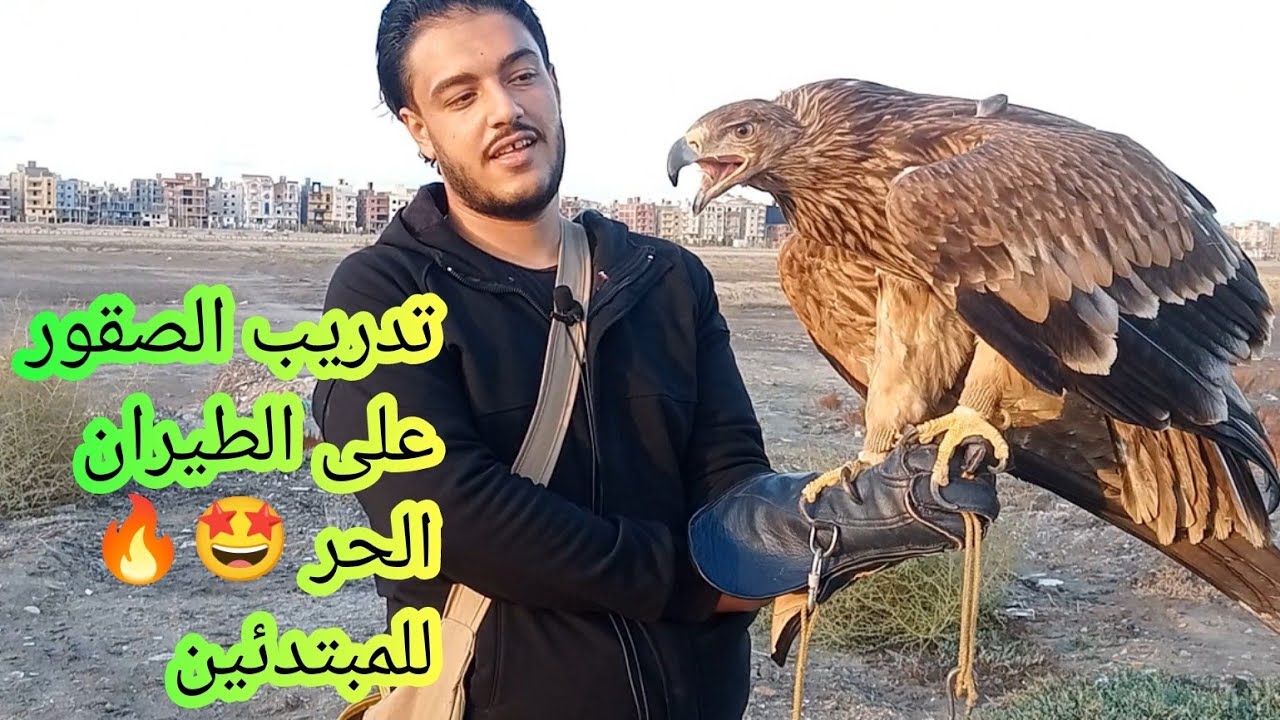 تدريب الصقور على الطيران الحر واسعار صقور الشاهين والعقبان والحوامات واطلاق سراح صقور الحوام🦅