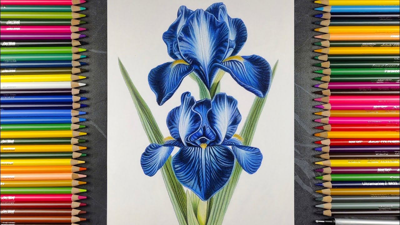 Realistic Beautiful Flower Drawing | Colour Pencil Timelapse Art | ‎⁨@ARTISTKISHOR⁩  