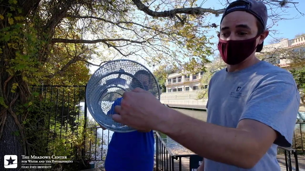 Eels At The End Of The Road: Meadows Center & Texas A&M Studying Movement Of The American Eel