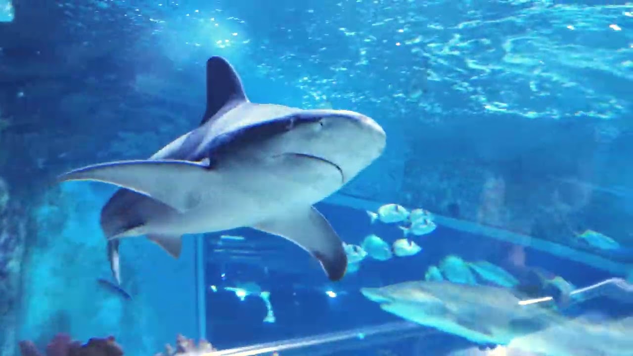 Tropicarium Budapest | Campona