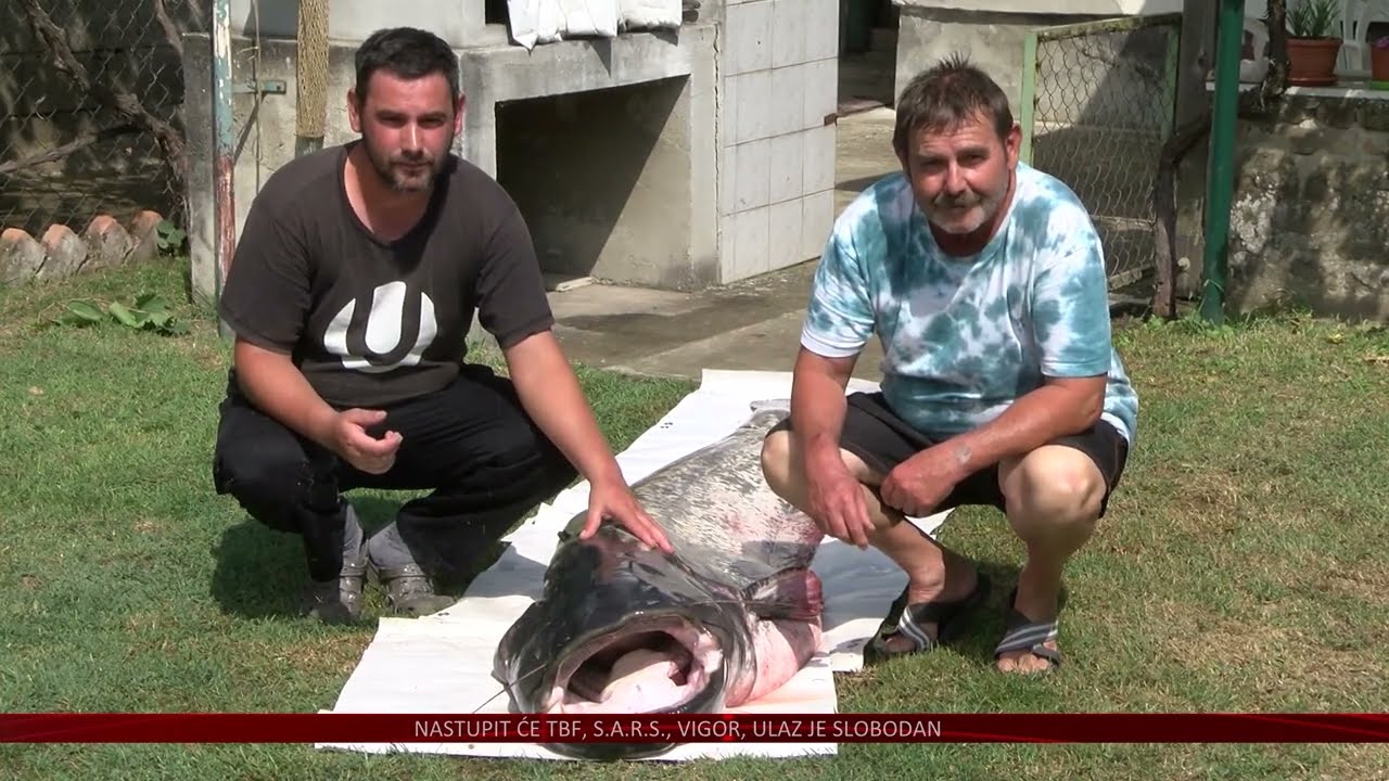 Ulov života – na Dravi upecao soma teškog 93 kilograma
