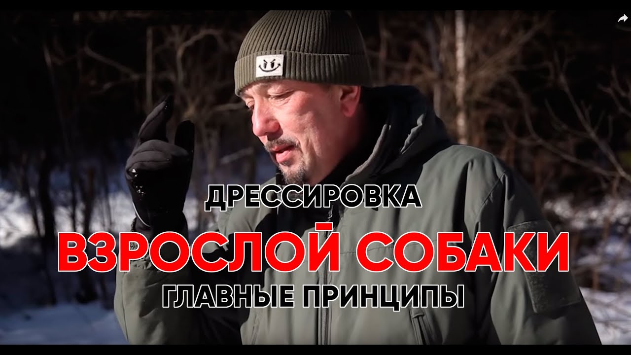 Главные принципы дрессировки взрослой собаки