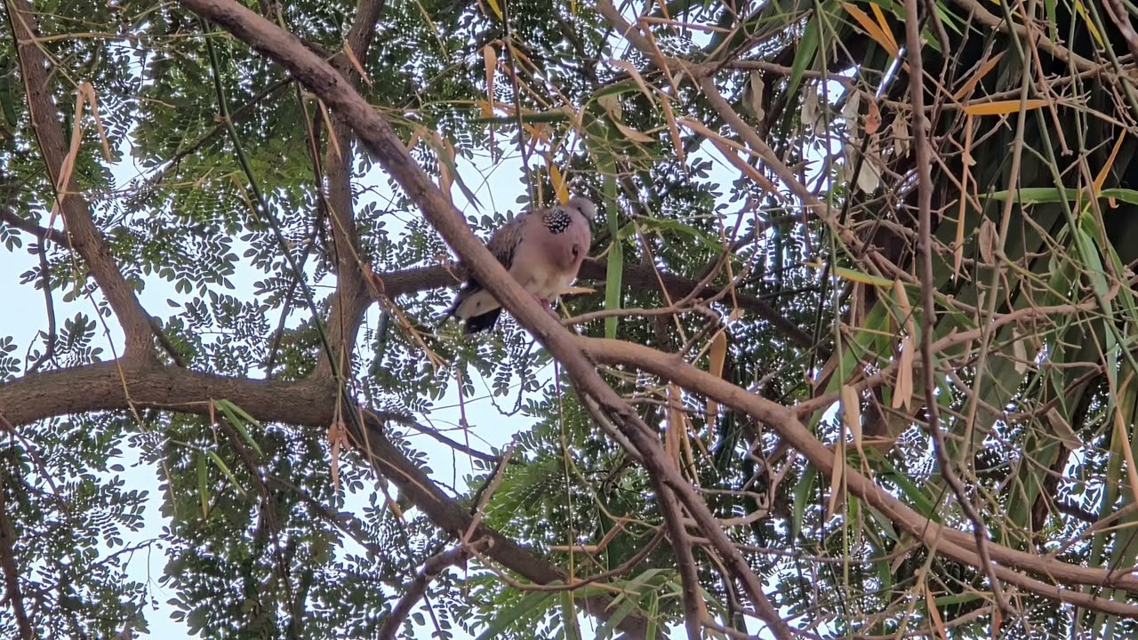 The sound a bird .​