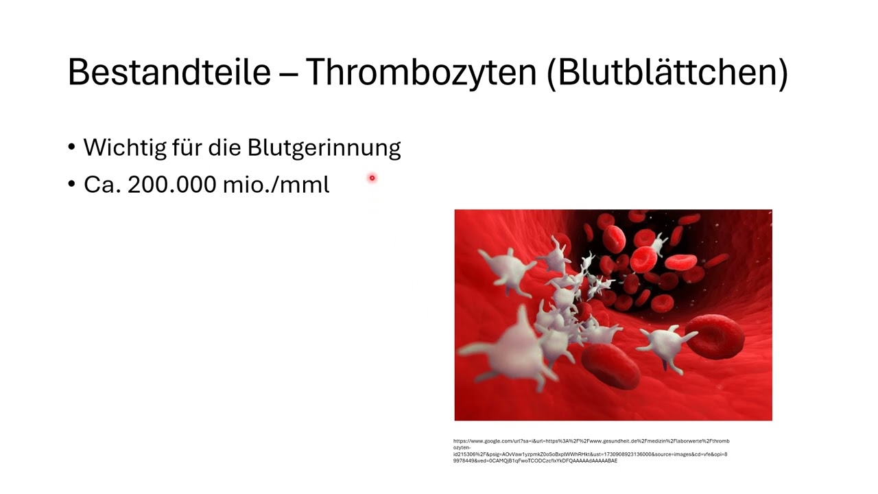 Sport LK Sportbiologie Blut und Atmung