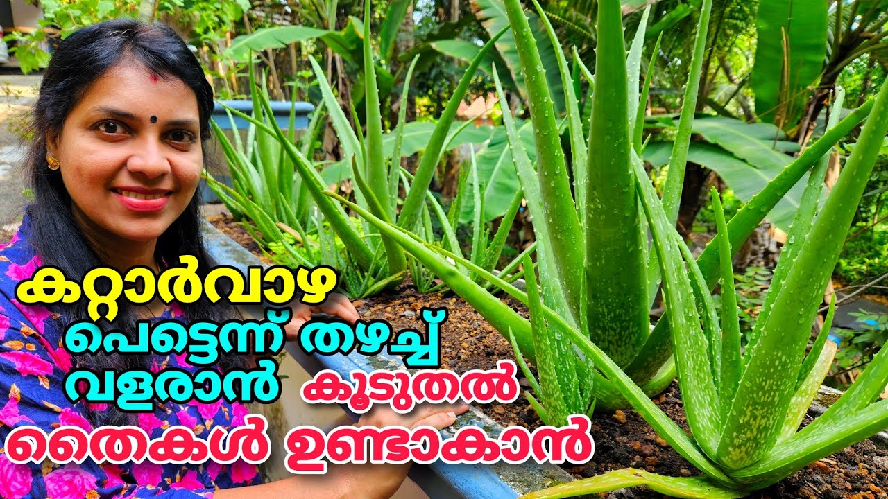 കറ്റാർവാഴ പെട്ടെന്ന്‌ വളരാൻ, കൂടുതൽ തൈകൾ ഉണ്ടാവാൻ..| Kattarvazha | Aloe Vera Cultivation |