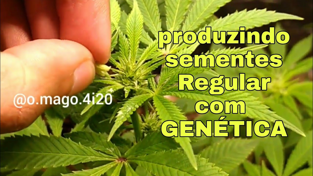 APRENDA A PRODUZIR SUAS PR&Oacute;PRIAS SEMENTES!!