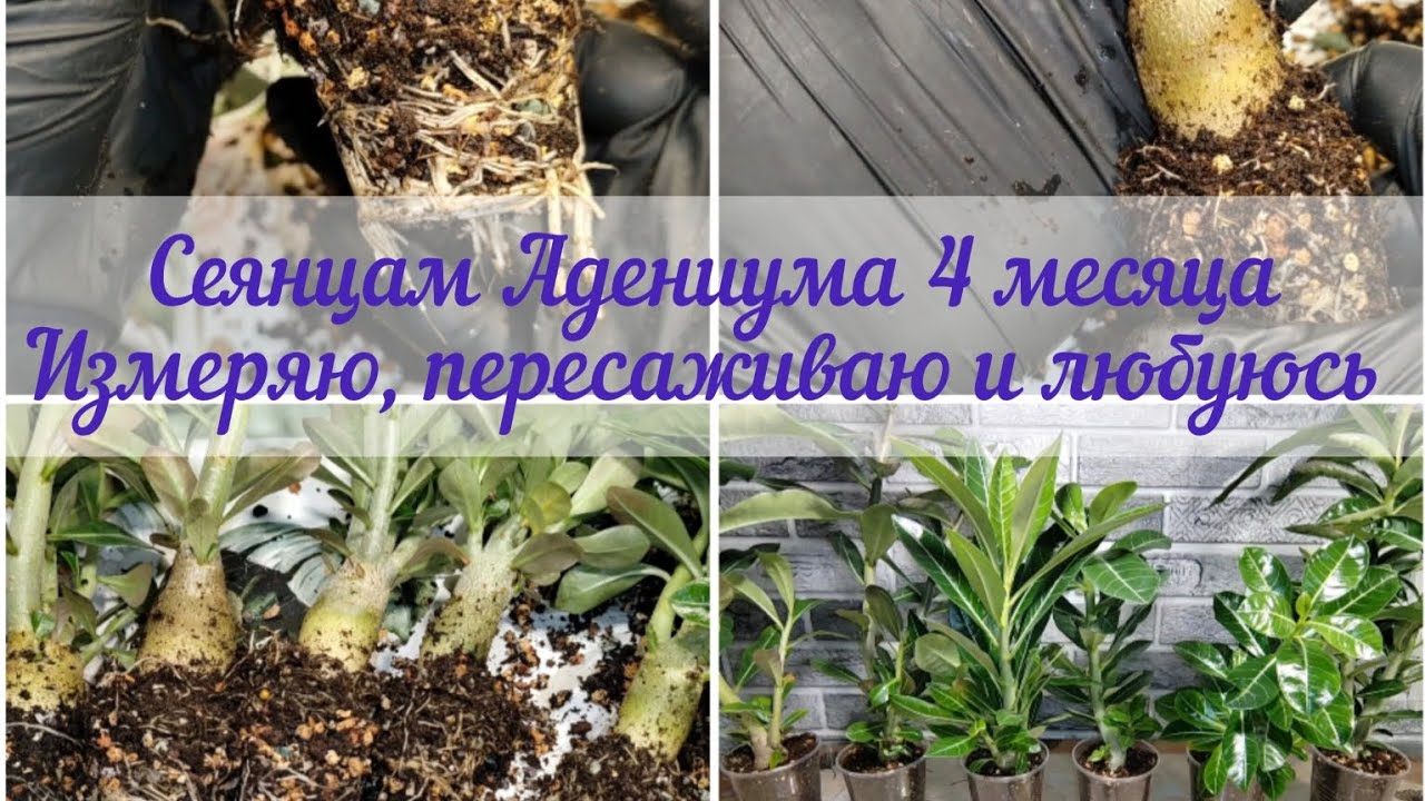 Сеянцам Адениума 4 месяца. Измеряем, пересаживаем на нижний полив, оцениваем результат прироста