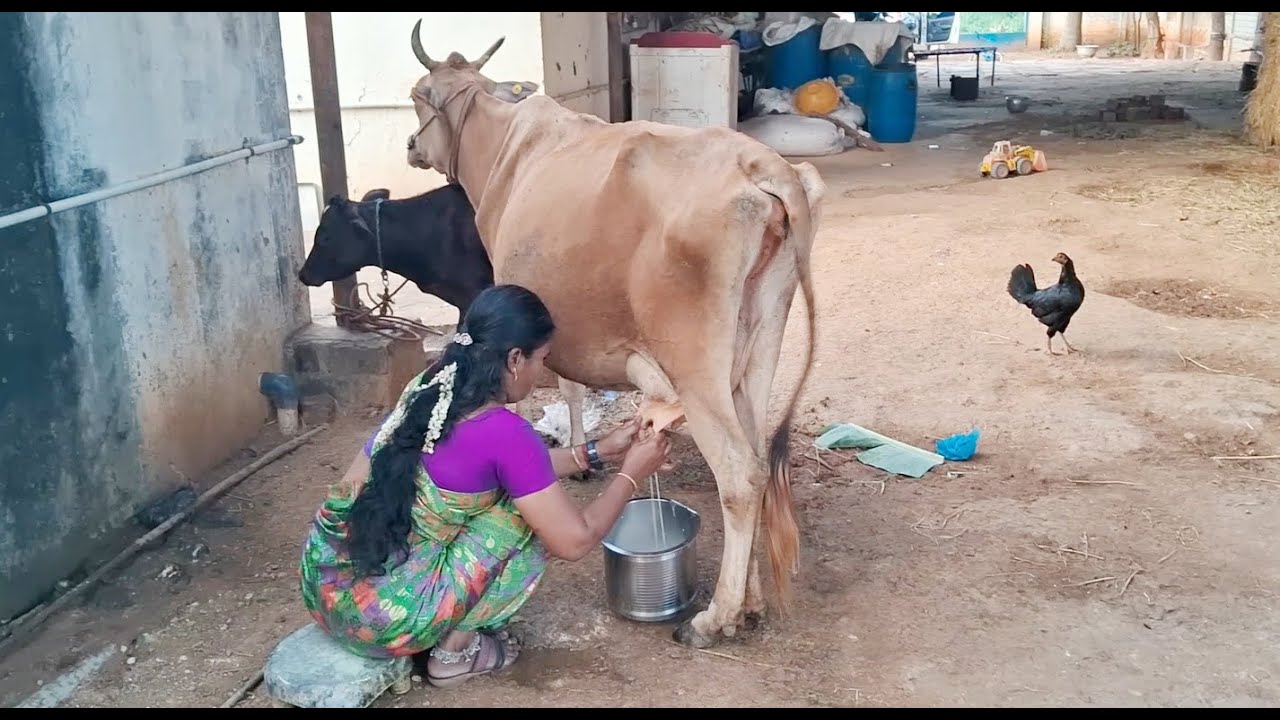 Cow milking | cow milking by hand | how to milk a cow | how to milk a cow by hand | cow milk | cow