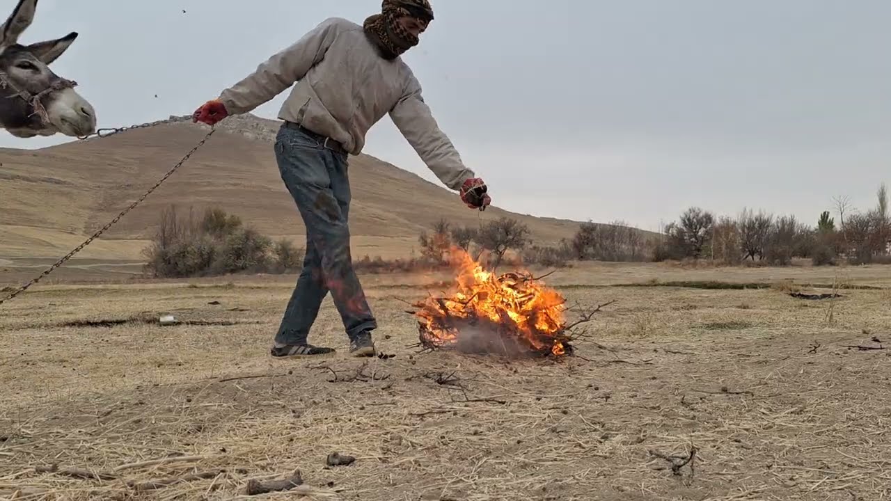 Could and sheep and fire with shepherd