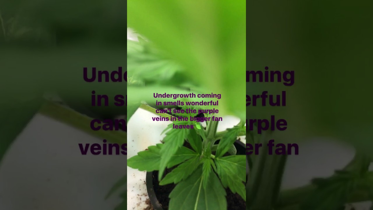 Auto purp feminized grow Pt 14