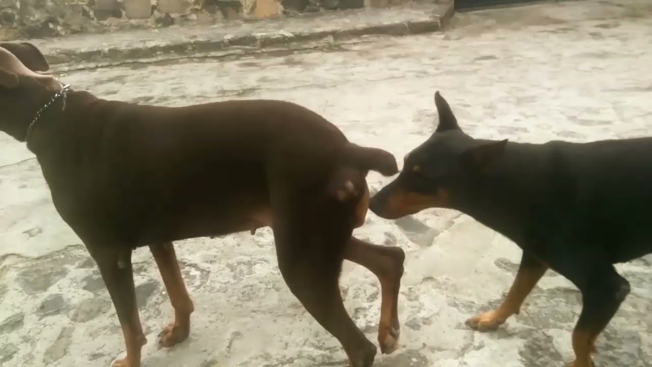 PASEAR HEMBRA DOBERMANN EN CELO TRANQUILAMENTE POR LAS CALLES..