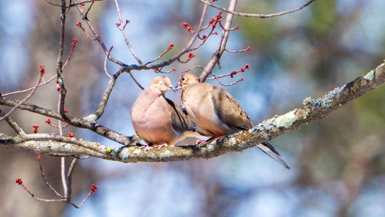 High Desert Lovebirds 💕