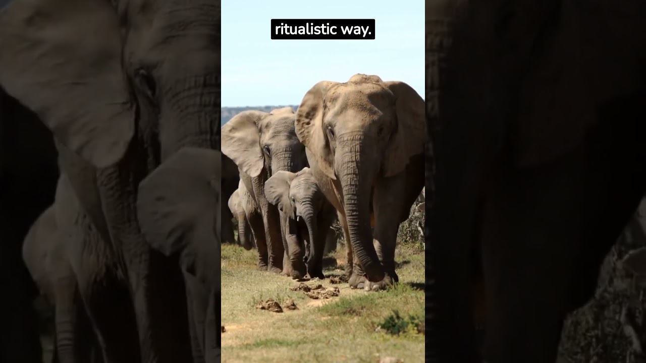 elephant grieving rituals