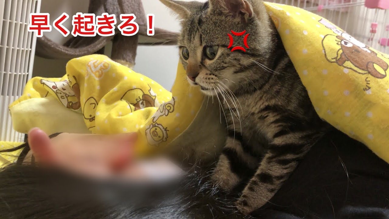 早朝に布団の中から激しすぎるモーニングコールをしてくる猫ｗ