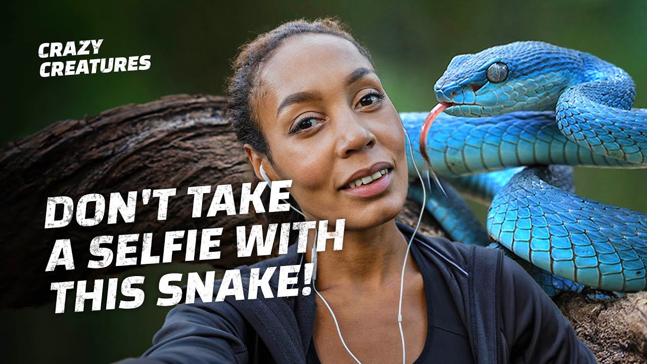 If You See This Snake in a Tree, Back Away