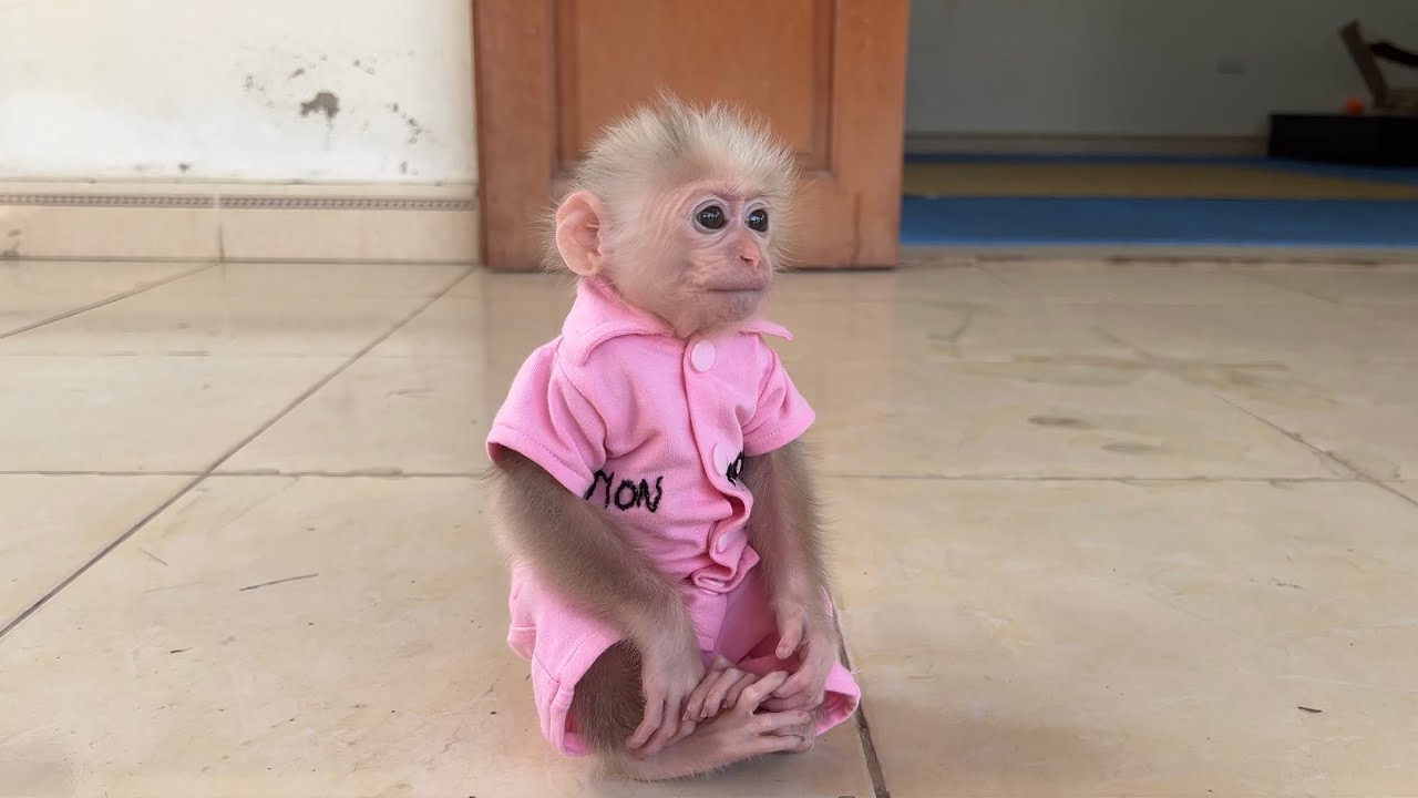 monkey Abi is docile when left alone at home
