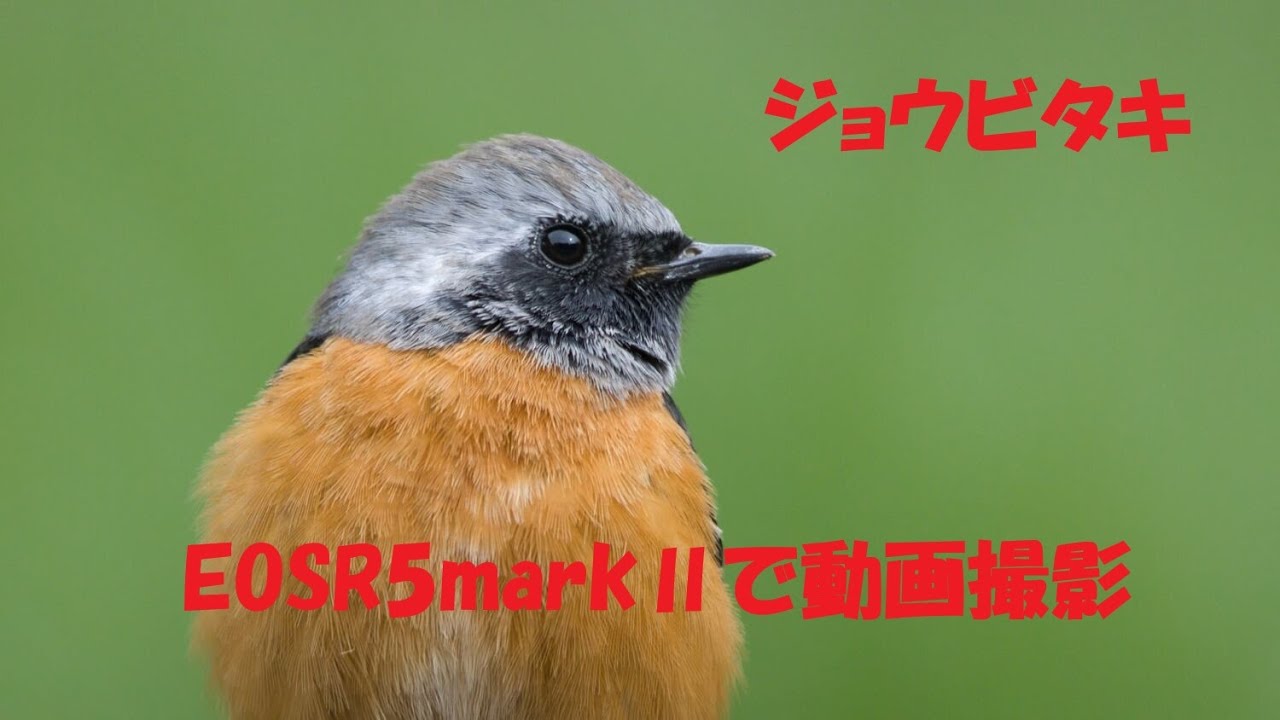 EOSR5markⅡで動画撮影　至近距離ジョウビタキ　#birds #birdwatching #eosr5mark2
