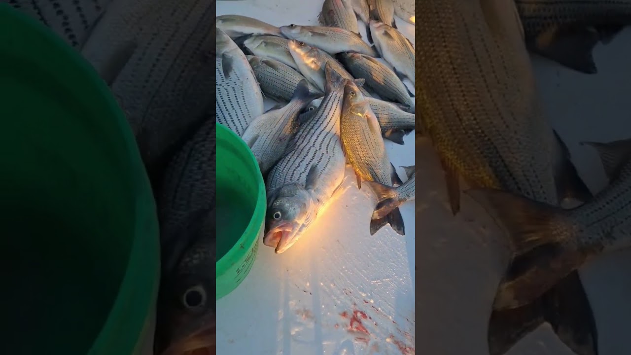 Wiper Fishing!! #bestfishing #fishingtechniques #bestfishingvideo #fish #fishcatching #fishtv