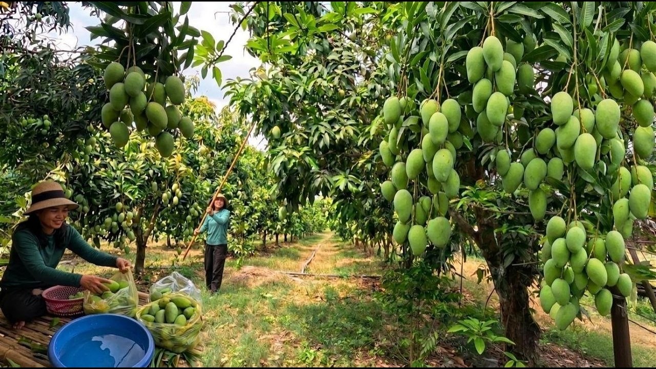 Fresh Mango Harvest & Easy Pickled Mango Recipe 🥭 | Rural Life Cambodia
