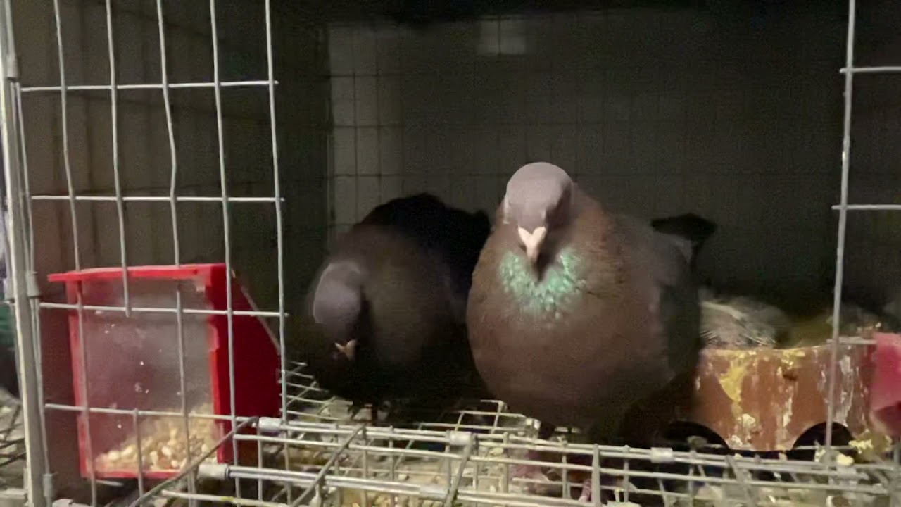 Palomiando con leo en Naples