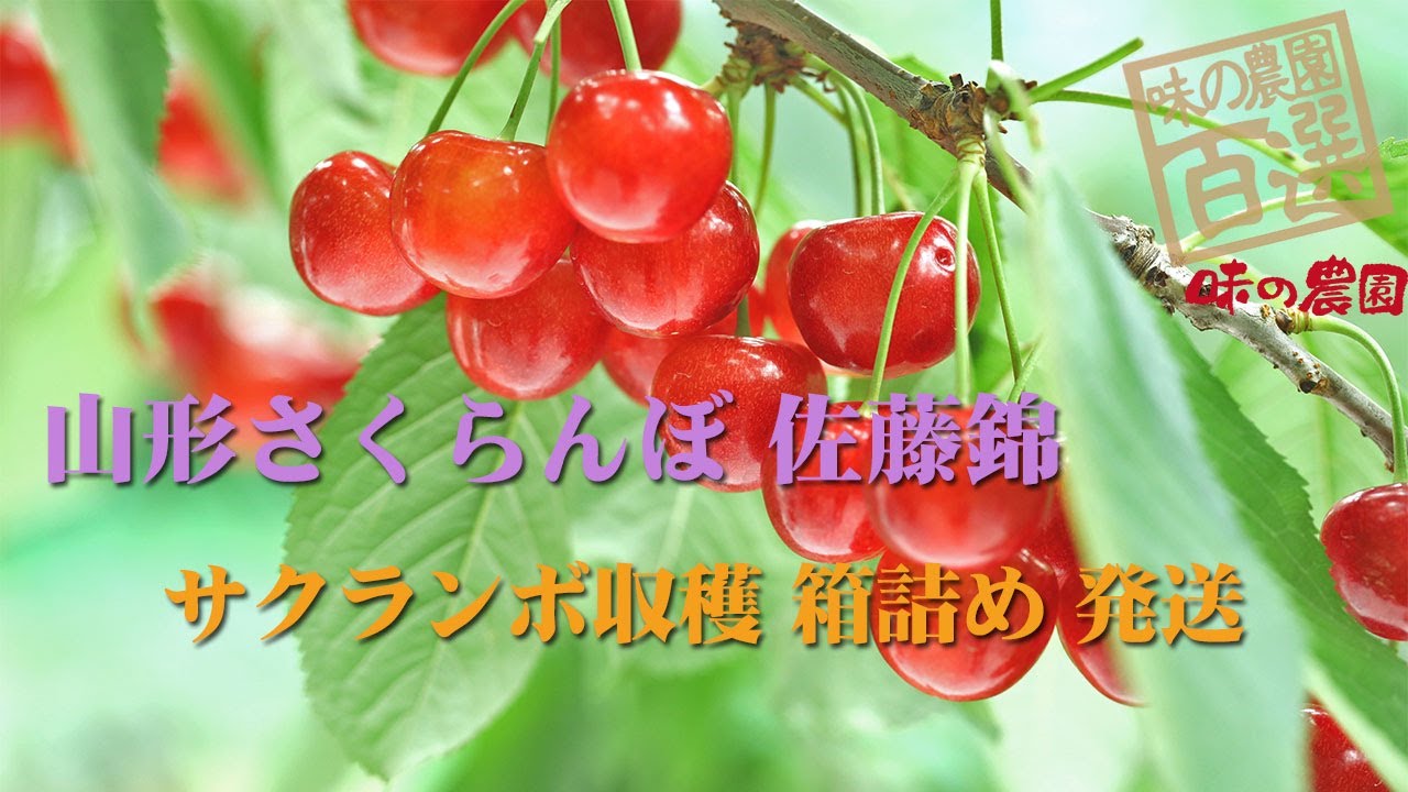 山形さくらんぼ 果樹園から収穫、箱詰め、発送まで　packng & shipping