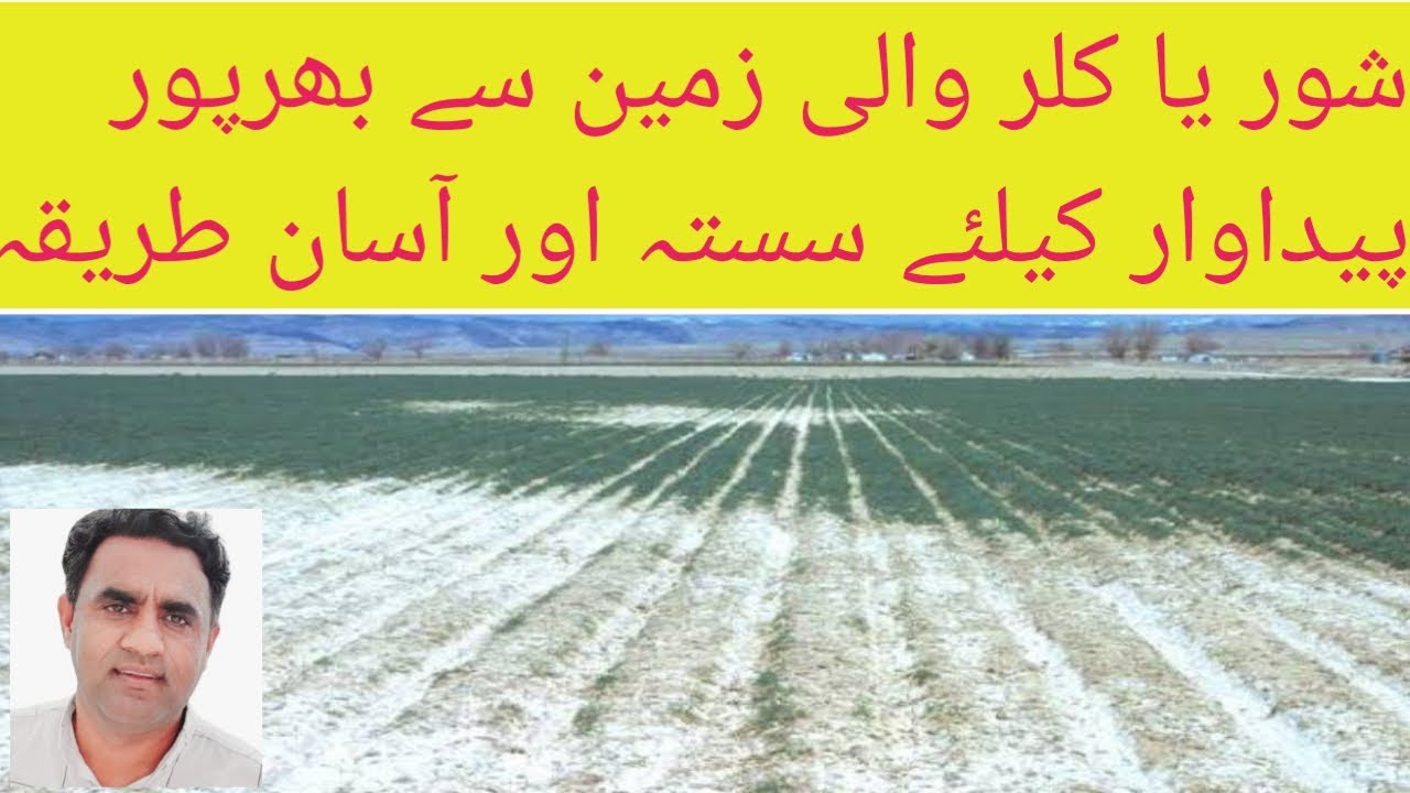 How to grow crops under saline  ||  sodic soil  || #saline #sodic #soil #agriculturetoday
