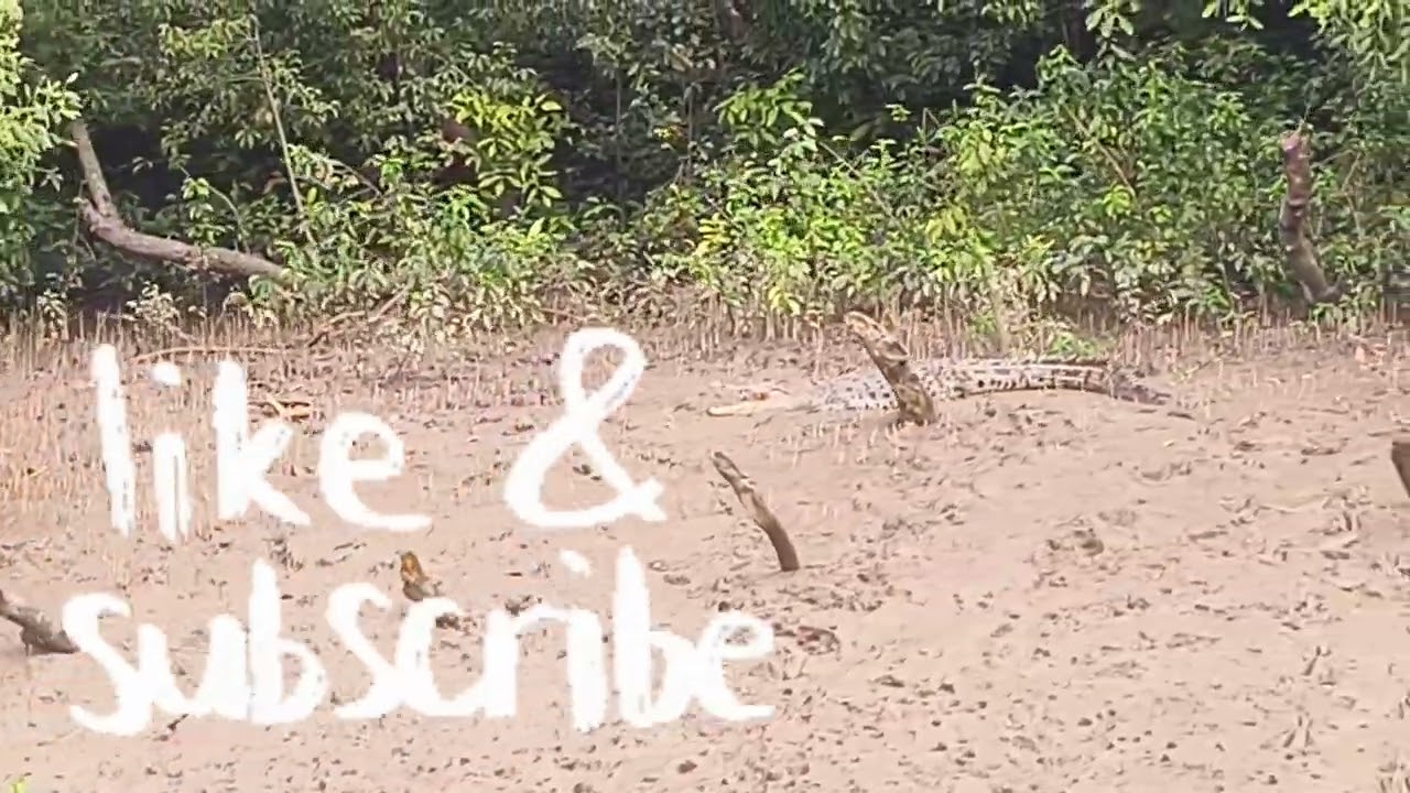 Bhitrakanika is a very good crocodile site in india, come to Odisha & explore Odisha.