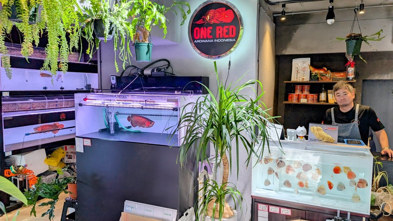 アロワナショップと老舗熱帯魚店の融合アクアショップ！Dragon shop One and only 唯一無二&PET.IN VIPに潜入！