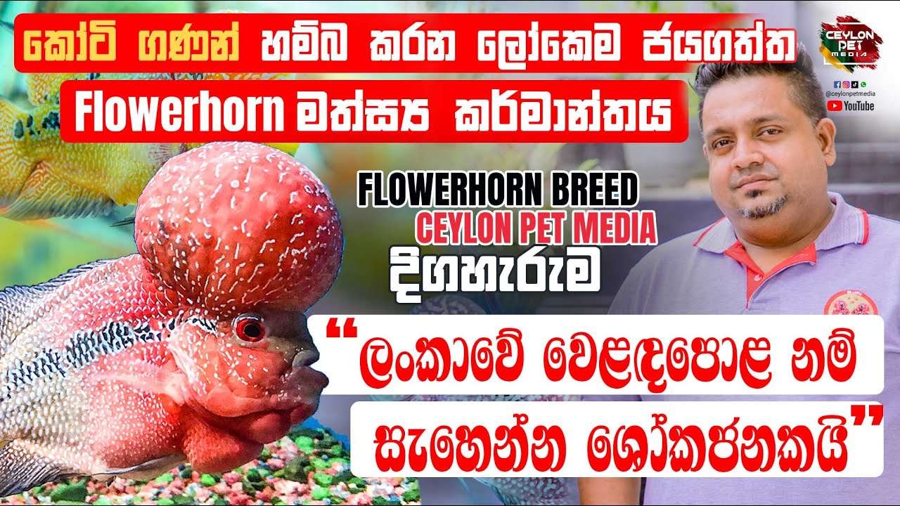 කෝටි ගණන් හම්බ කරන ලෝකෙම ජයගත් Flowerhorn  මත්ස්‍ය කර්මාන්තය | Fins Tails | Ceylon Pet Media