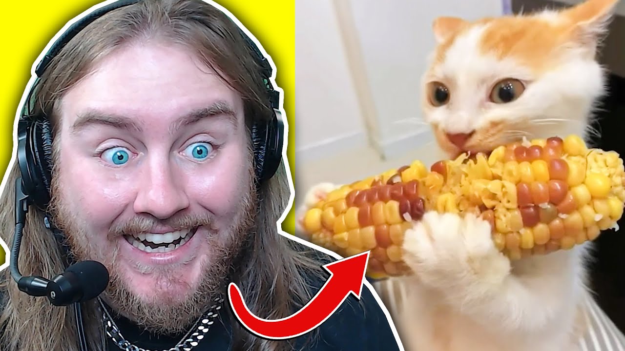 МЕМЫ, КОТОРЫЕ ДОВОЛЬНО НЕОБЫЧНЫ?