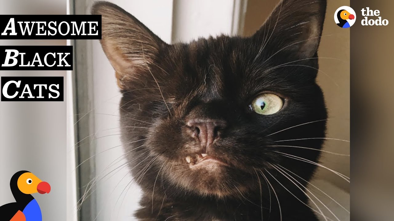 Black Cats Are AWESOME | Black Cat Compilation | The Dodo Best Of