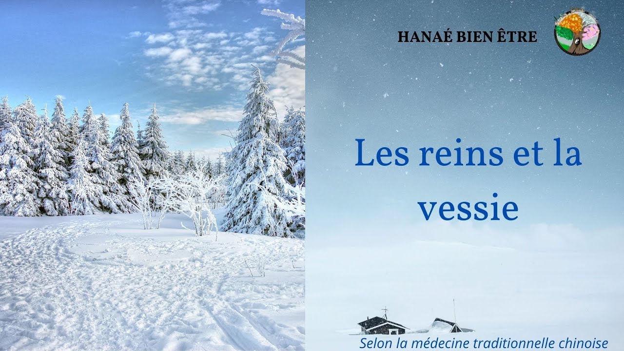 Les reins selon la médecine chinoise: organes de l'hiver