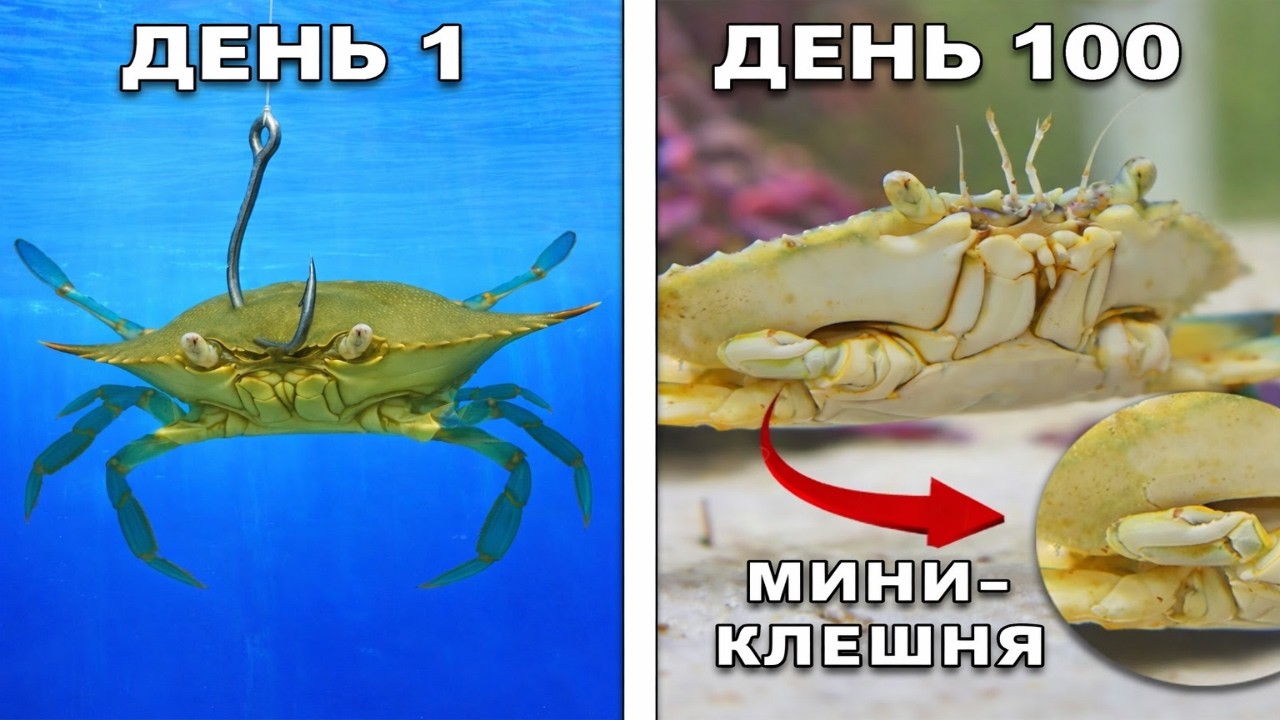 Содержание краба из рыболовного магазина в качестве домашнего питомца