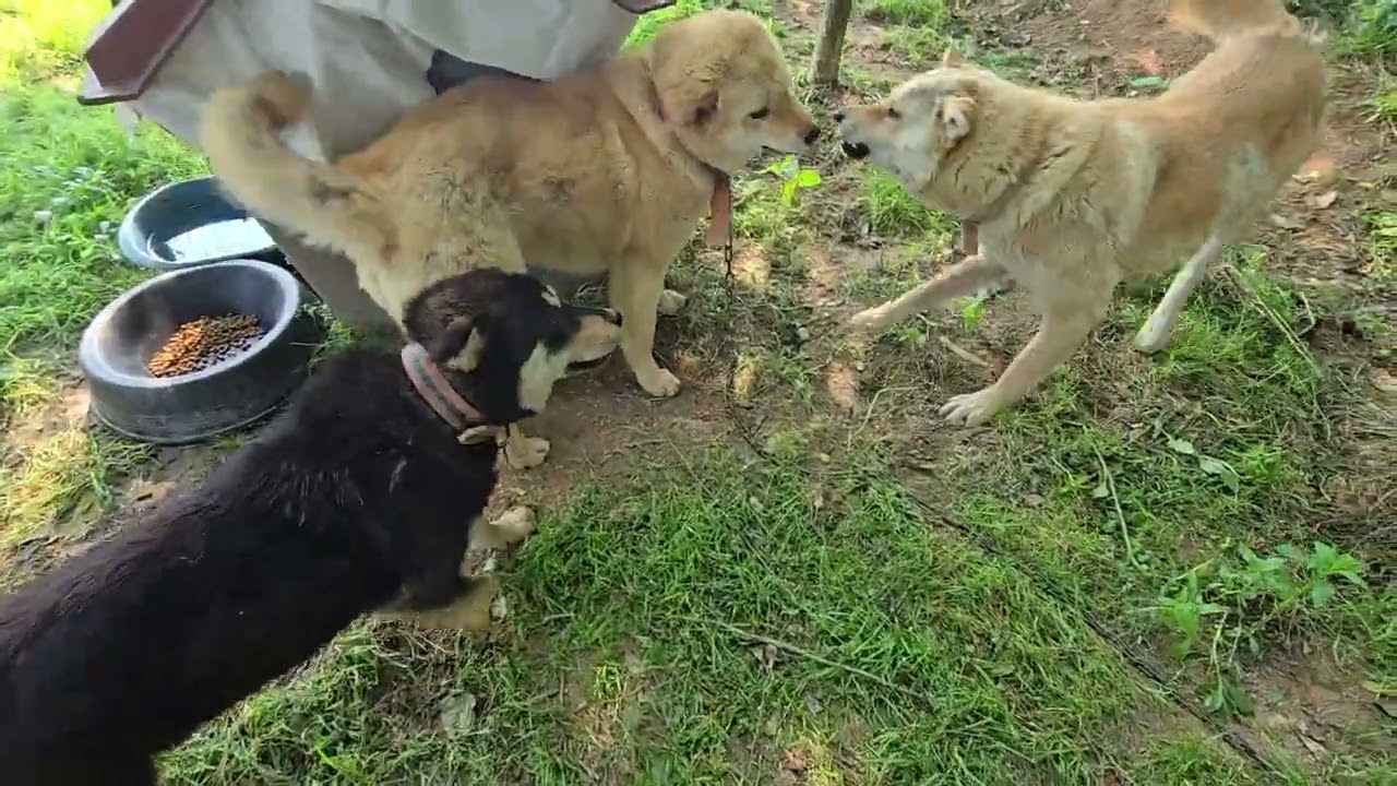 나 없는 사이 서열 싸움한 황금이와 진실이 #진도개일상 #창성농원 #블랙탄