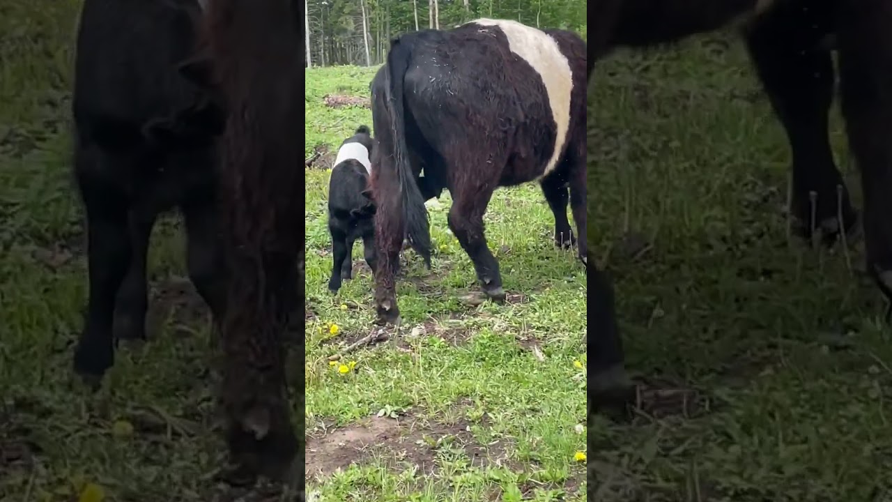 A beautiful Belted Galloway pair