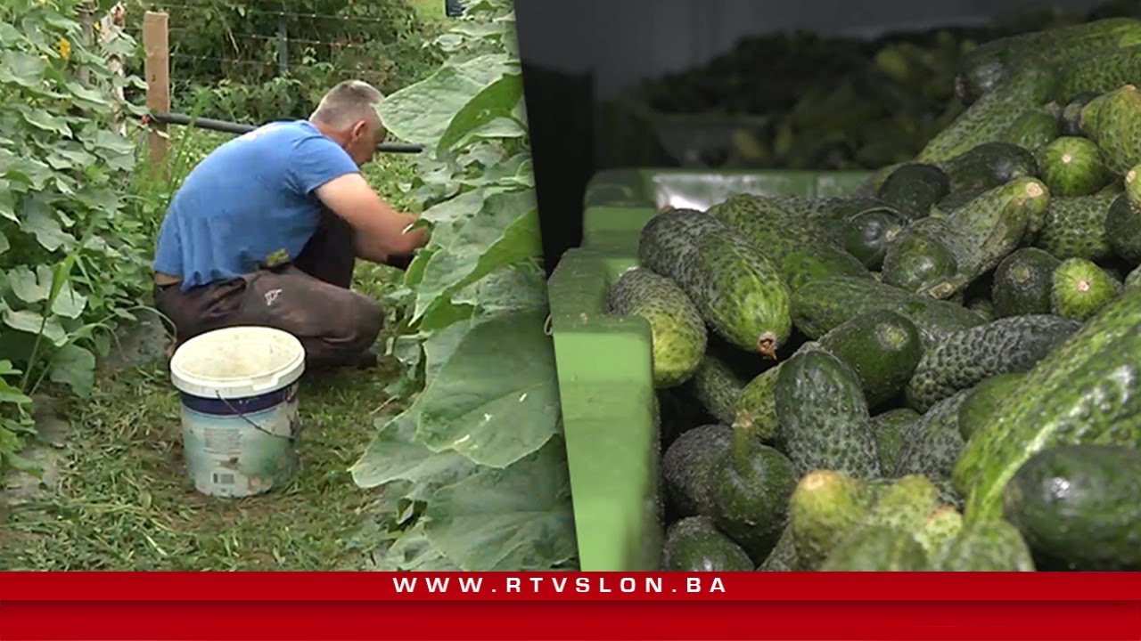 Vremenske prilike povoljne za uzgoj krastavca kornišona - 21.07.2021.