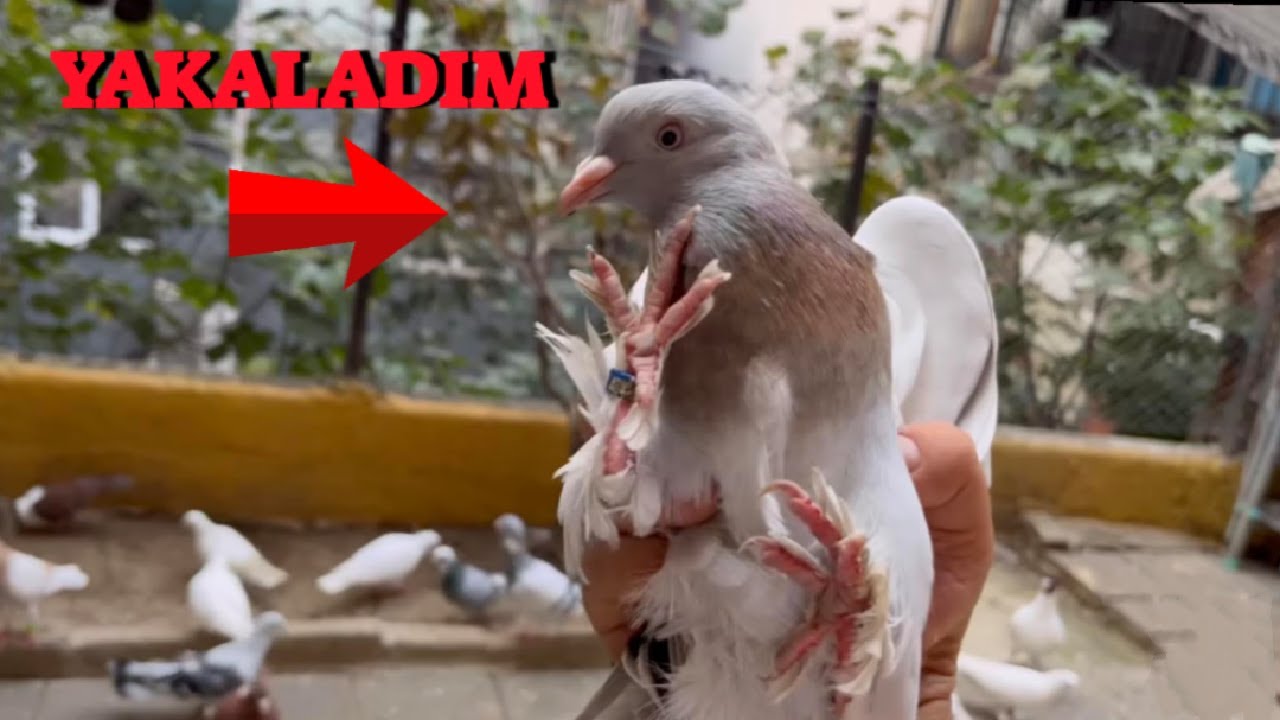 Bölük Kaçak Güvercin Getirdi ! ( Zorda Olsa Yakaladım )