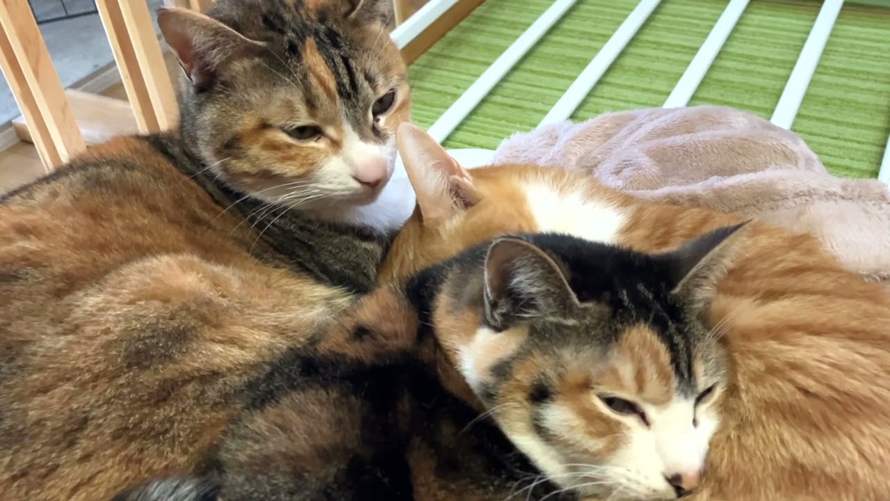 Super Ultimate Sweet & Cute Cats 2026 February 14th