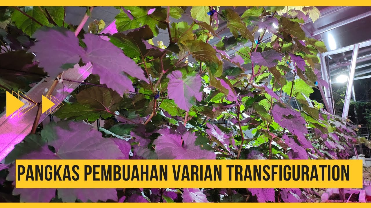 pruning anggur transfiguration | Grounding system Teralis V @Teras Pengangguran