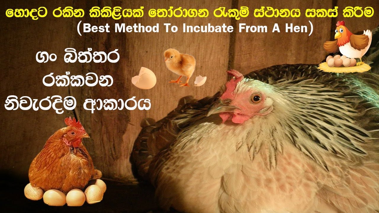 ගම් කිකිළියන් ලවා නිවැරදිව බිත්තර රක්කවන ආකාරය | Gam Biththara Rakkawana Akaraya Sinhala
