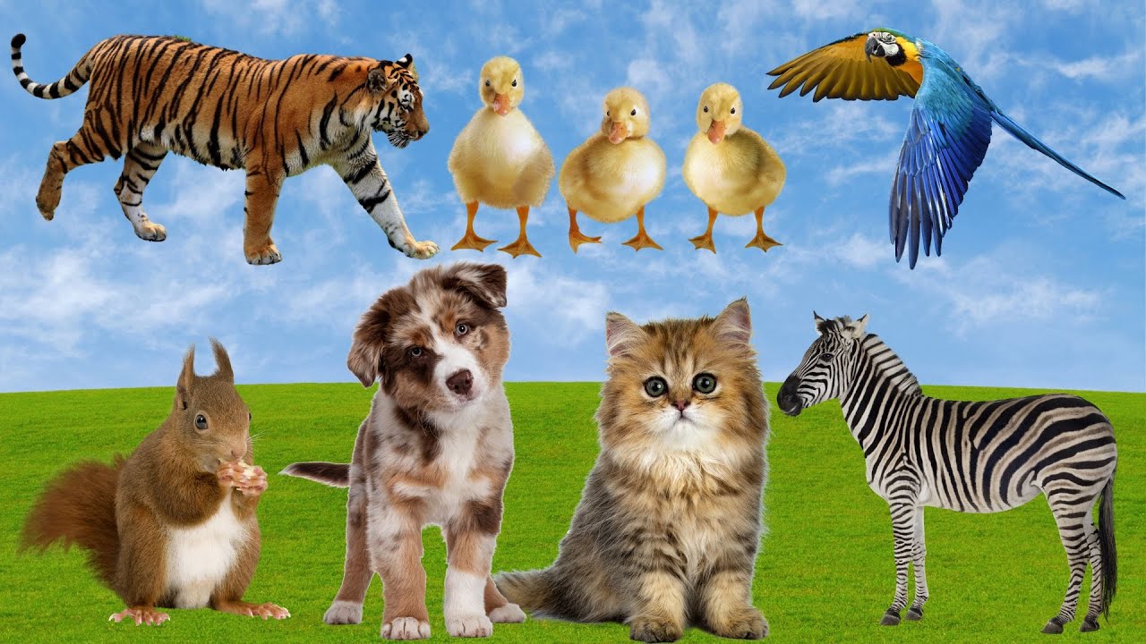 Learn about Different Animals: Cat, Dog, Cow, Chicks, Elephant and More! - Animal Sounds