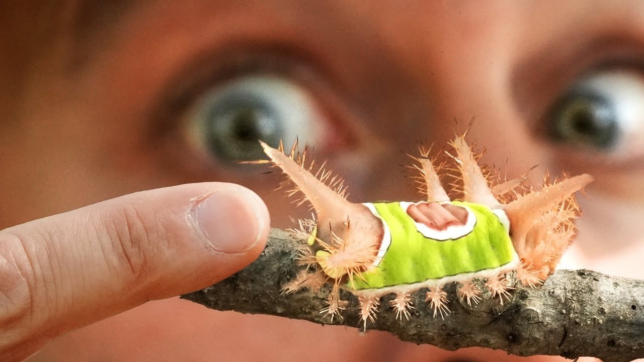 MEGCSÍPETT EGY MÉRGES NEONHERNYÓ! Extrém vadállat harapás | Brave Wilderness Magyar