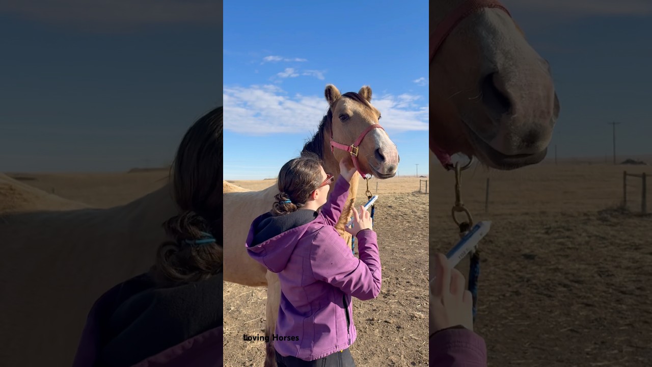 Teddy Bear-like features pretty horse