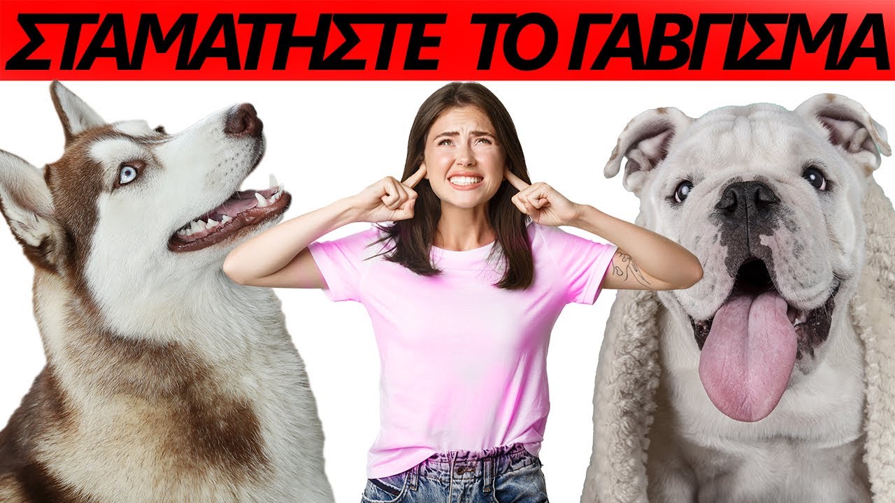 Σταματήστε το επίμονο γάβγισμα του σκύλου σας. Συμβουλές, τεχνικές, τι να κάνετε και τι να αποφύγετε