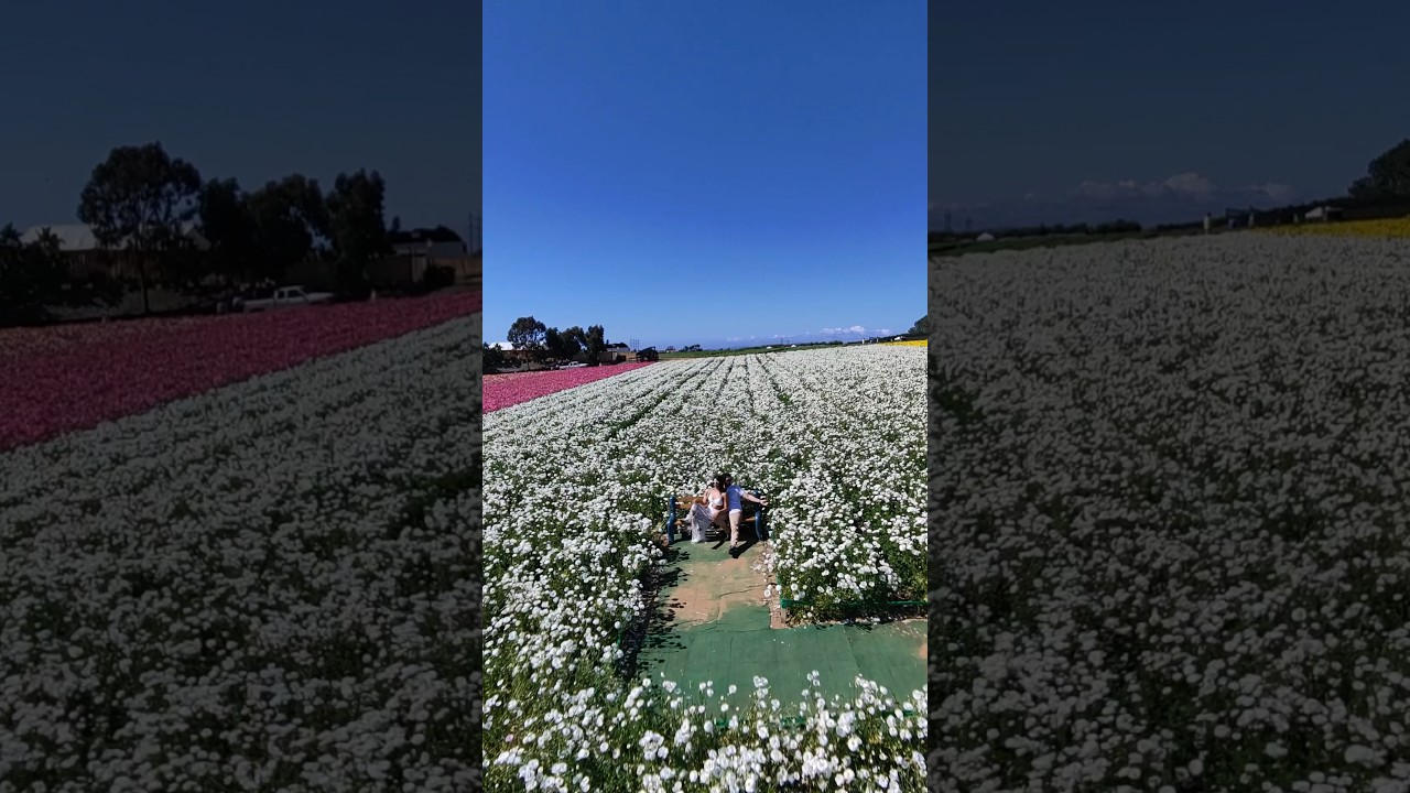 flower #flowerfield #dronevideo #dronevisuals #dronevibes #hoverairx1 #dronephotography #drones