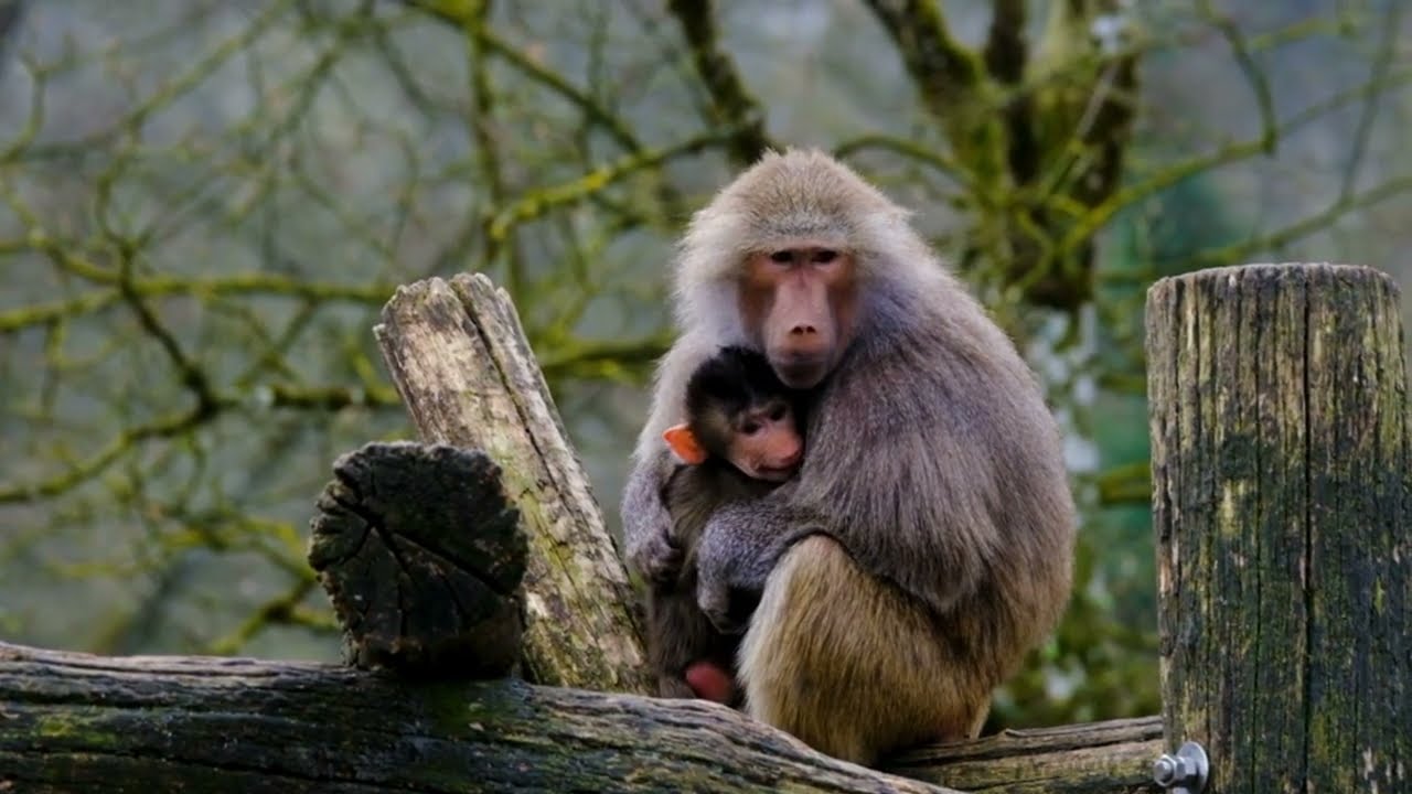 Hamadryas Baboons: Kings of the Desert 🐒👑