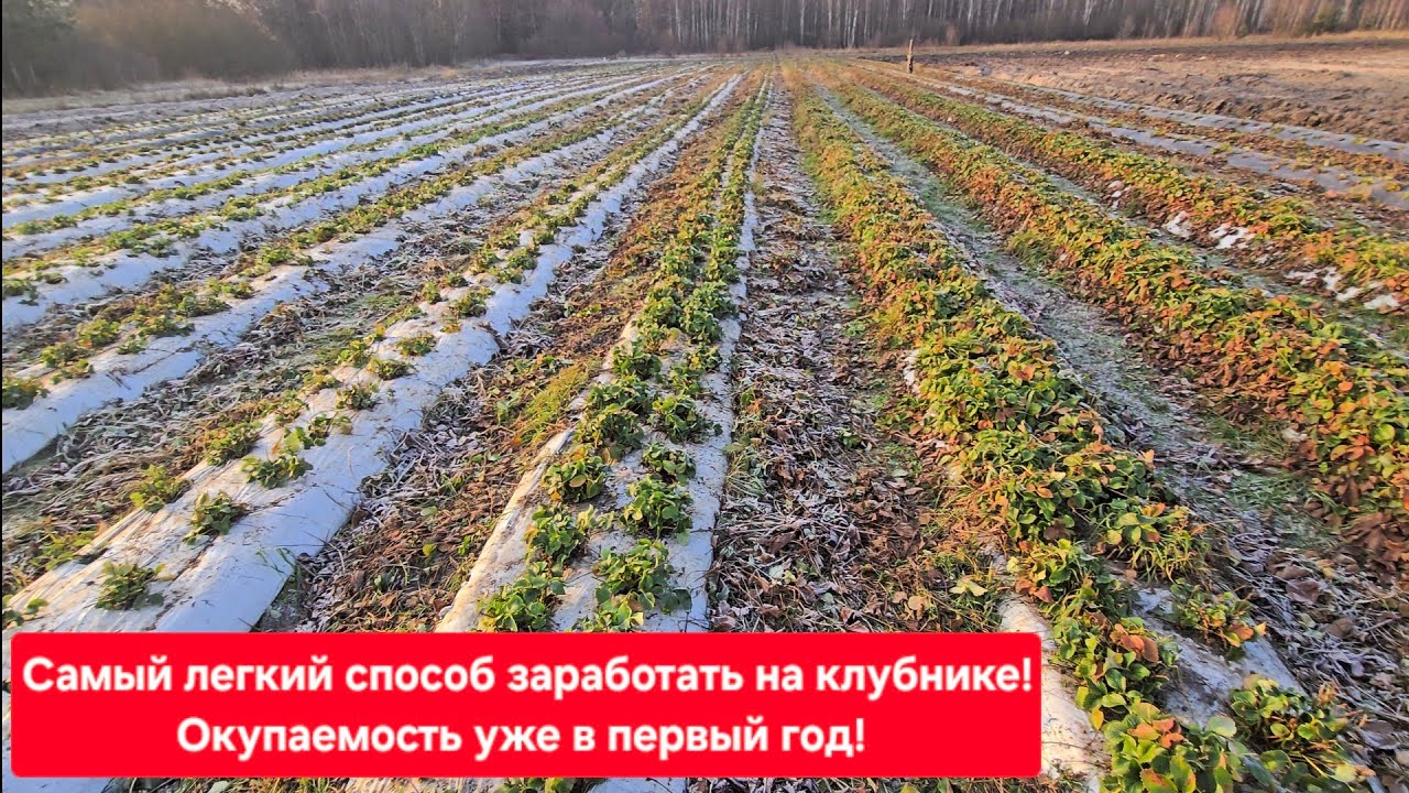 Самый легкий способ заработать на клубнике ! Рентабельность 100%