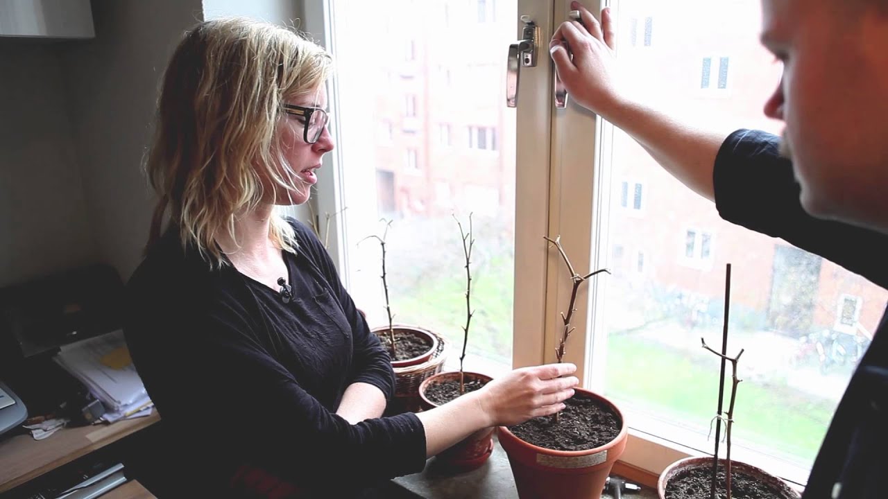 Odla din egen chili med Mat i munnen