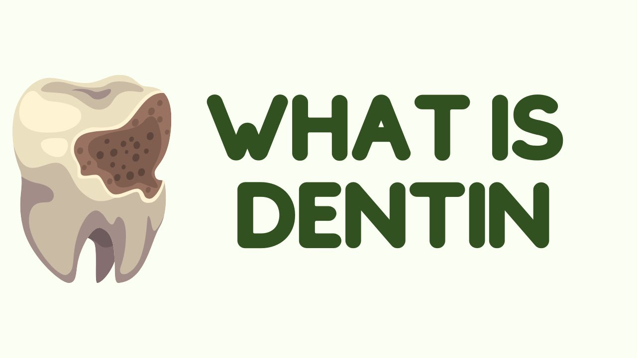 What is Dentin? (Its Functions and 5 Helpful Tips To Follow)
